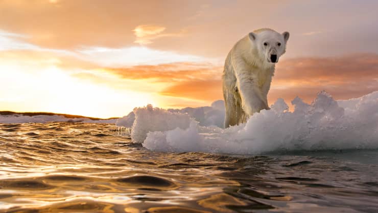 climate change, polar bear